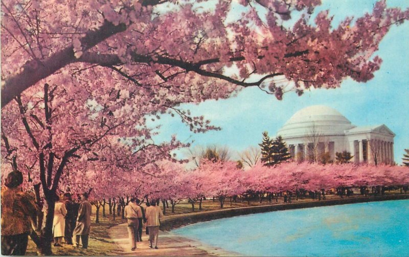 Postcard USA Washington DC Thomas Jefferson Memorial cherry blossom time 