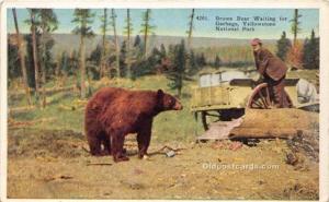 Bear Yellowstone National Park Unused 