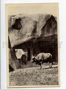 264959 PARIS ZOO de Vincennes BUFFALO Vintage postcard