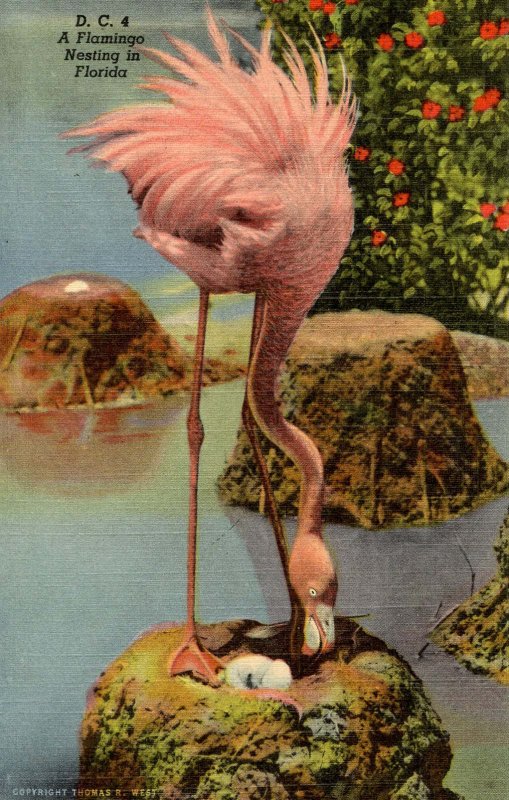 Flamingo Nesting