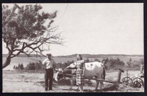 NS Oxen Farmer Wife Child Hay Steel Mower On the French Shore C.P.R. RPPC