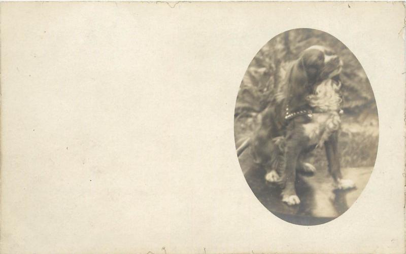 c1905 RPPC Postcard Oval Vignette Portrait of Spaniel Dog Unknown US location