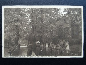 Bedfordshire WATFORD Church & Tree Growing Out of Tomb c1920s Postcard