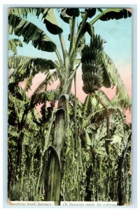 c1910 Greetings From Jamaica Banana Tree Unposted Antique Postcard