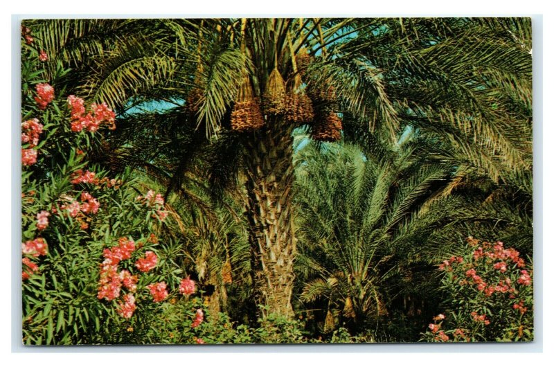 Postcard Date Bearing Palm Trees and Oleanders, CA 1969 D41