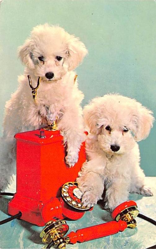 Poodles Unused 