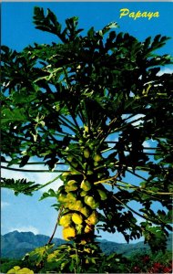 Hawaiian Papaya Tree Tropical Fruit  Postcard Mike Roberts Chrome Movie Supply