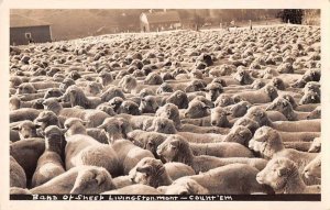 Livingston Montana Sheep Ranch Real Photo Vintage Postcard AA43634