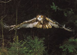Birds Eagle Owl