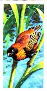 Brooke Bond Trade Card Tropical Birds No 11 Red Bishop Bird