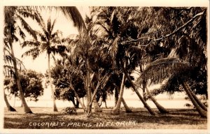 Florida Coconut Palms Real Photo