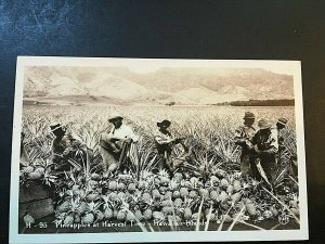 Postcard RPPC Early View of Pineapples at Harvest Time in  Hawaii.      T7