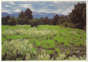 Southern Colorado Meadow and Colorado Rockies in Summer 4 by 6