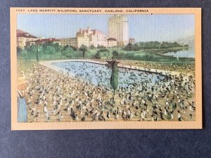 Lake Merritt Wildfowl Sanctuary Oakland CA Linen Postcard H1161084530