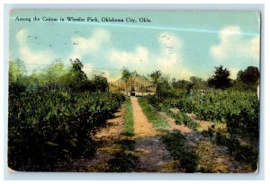 1911 Among The Cannas In Wheeler Park Oklahoma City Oklahoma OK Antique Postcard