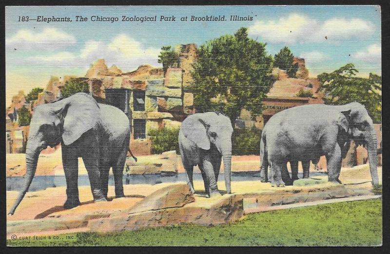 Elephants The Chicago Zoological Park Brookfield  Illinois Unused c1941