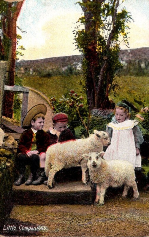 Sheep and Children Little Companions