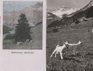 Schermtanne Adelboden Farm Cattle 2x Old Rare Switzerland Postcard s