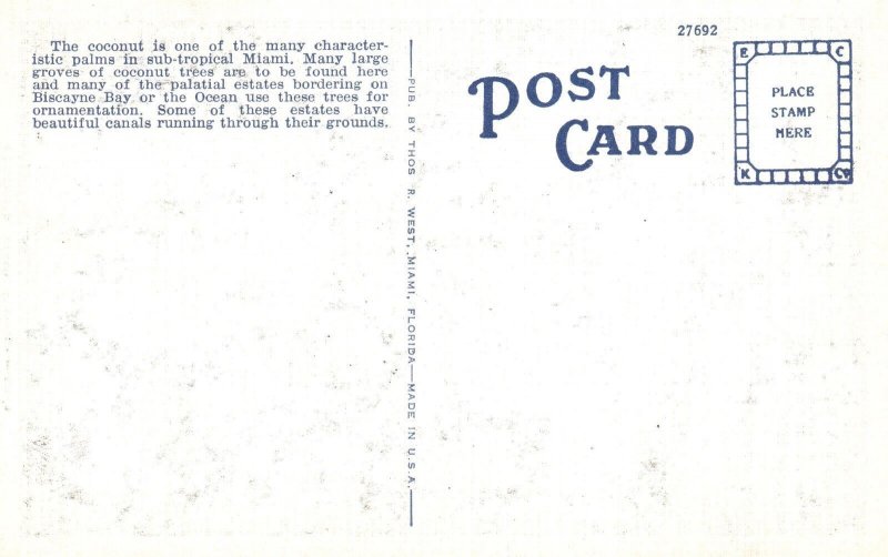 Vintage Postcard Coconuts Palm Tree Sub-Tropical Large Groves Miami Florida Fla.