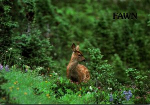 USA Wildlife Deer Fawn