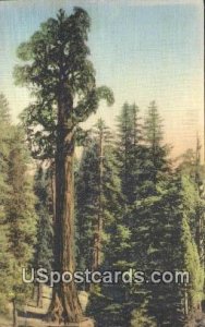 General Grand, Nation's Christmas Tree - General Grant National Park, Califor...