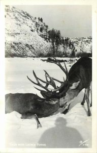 Sanborn RPPC Postcard X-940 Deer with Locked Horns, Photographer's Shadow