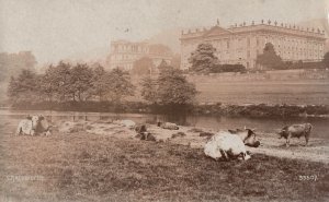 VINTAGE POSTCARD REAL PHOTO CATTLE AT THE RIVER EFFRA BESIDE CRYSTAL PALACE 1908