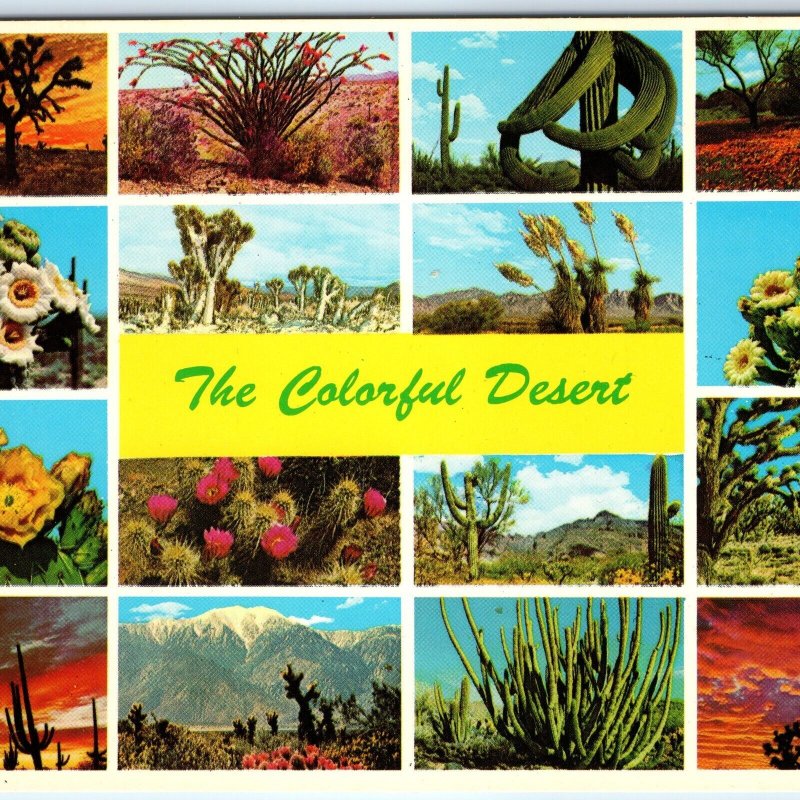 c1970s Pub Phoenix, AZ The Colorful Desert Cacti Chrome Photo Collage 4x6 PC M10