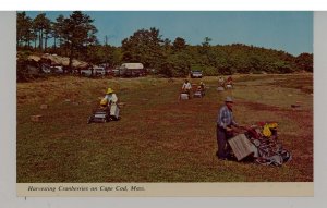 MA - Cape Cod. Harvesting Cranberries