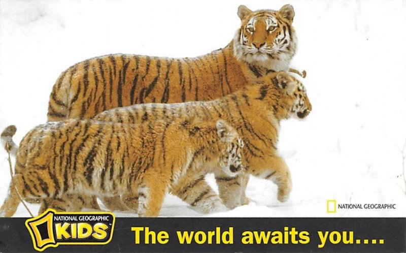 National Geographic kids The world awaits you Tigers Unused 