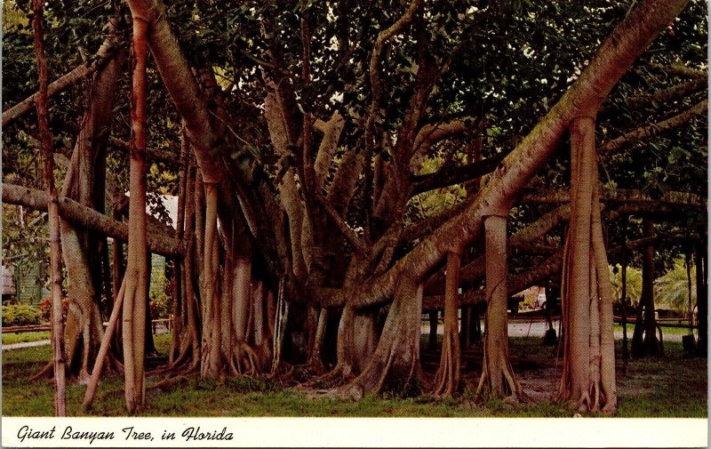 Historic Giant Banyan Tree Tropical Florida Scenic Plantlife Chrome Postcard 