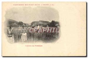 Old Postcard Collection tuberous Parfumerie Molinard Grasse Court