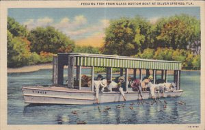 Feeding Fish From Glass Bottom Boats Silver Spings Florida Curteich