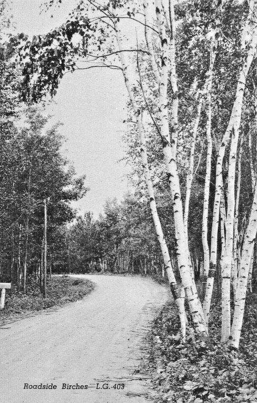 PELICAN RAPIDS MN-VELVET DEER + ROADSIDE BIRCHES-GREETINGS FROM LOT 2 POSTCARDS