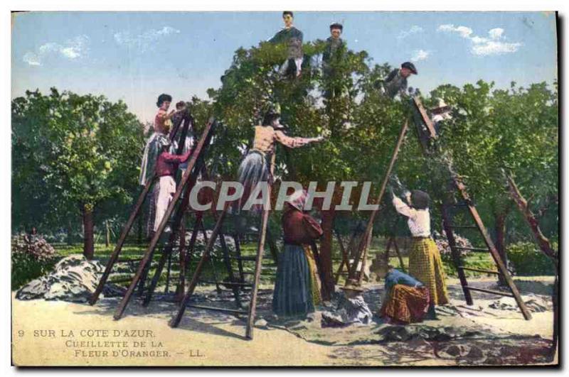 Old Postcard Picking the flower & # 39oranger Cote d & # 39Azur