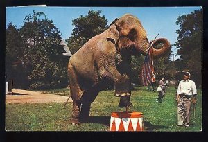 Hudson Centre, New Hampshire/NH Postcard, Benson Animal Farm, Elephant, 1962!