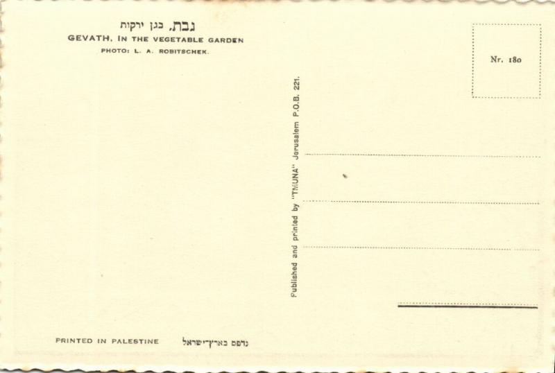 israel palestine, GVAT גבת, Kibbutz, Vegetable Garden 1930s Tmunia Postcard 180