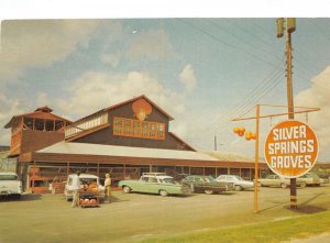 Citra  Florida Silver Springs Grove Chrome Vintage Postcard U6768 ID: 298447