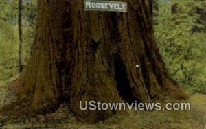 Big Tree Grove - Santa Cruz, CA