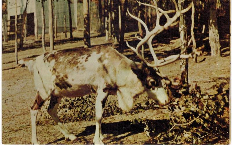 Wolverine Big Game Ranch Game Haven Elk 1960 MI 