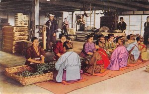 Japanese Tea Factory Woman Working Unused 