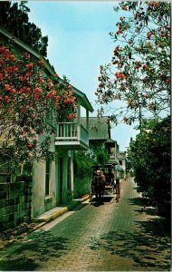 Oldest City USA St Augustine FL Florida Aviles St Horse Drawn Carriage Postcard  