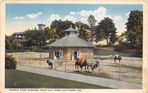 Camels, Park Mansion Druid Hill Park - Baltimore, Maryland MD Postcard