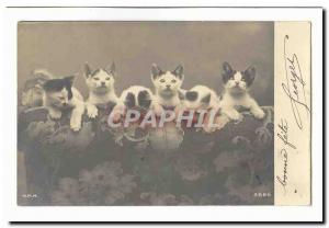 Old Postcard Fancy Cats Kittens