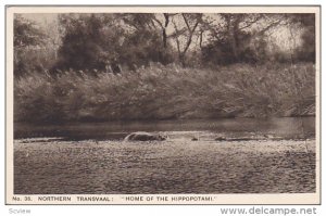 Northern Transvaal : Home Of The Hippopotami, South Africa, 1910-1920s