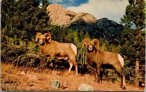 Rugged Tawny Rocky Mountain Sheep CO Postcard PC5