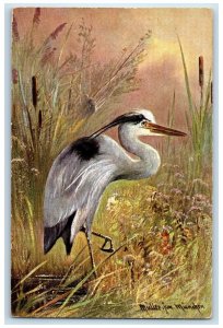 1906 Stork Heron Bird Art St. Joseph Missouri MO Posted Antique Postcard