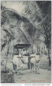 Sri Lanka Ceylon Bullock Traveling Wagon Oxen and Cart