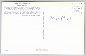 Flowers~Northern Bedstraw Galium Boreale Found Throughout Alaska~Vintage PC