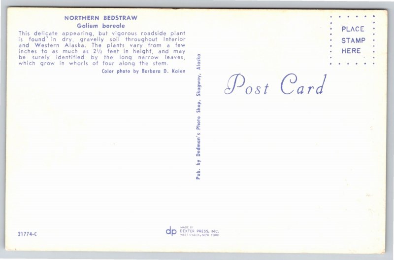 Flowers~Northern Bedstraw Galium Boreale Found Throughout Alaska~Vintage PC